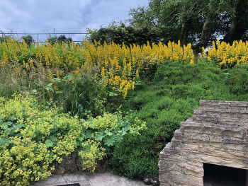 Alpine garden design