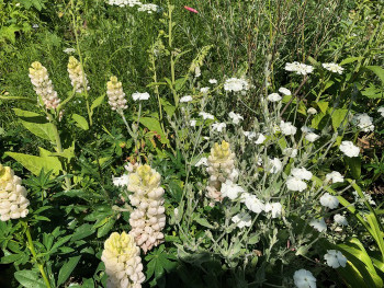 Alpine garden design