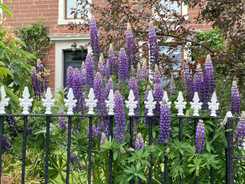 Garden design in East Sussex