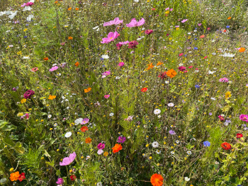 Garden design in East Sussex