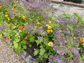 Garden design in West Kent