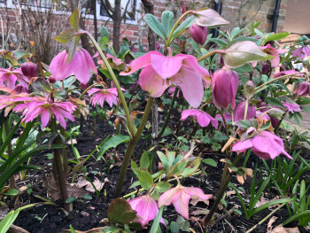 Garden design in West Kent