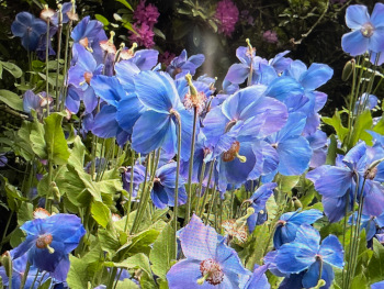 Garden designer in Kent and Sussex