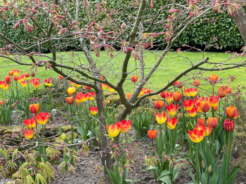 Garden designer in Kent and Sussex